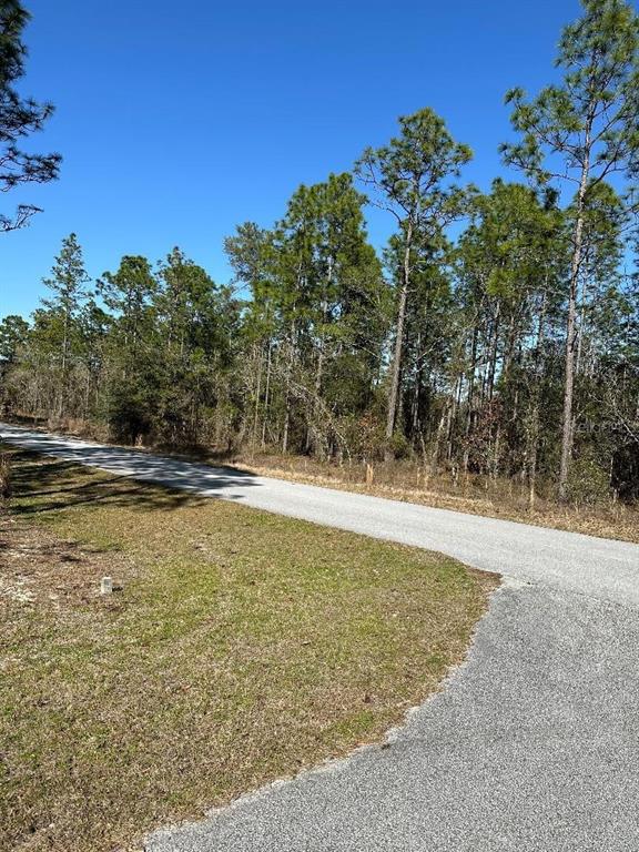 A paved road curves past a grassy lot bordered by a dense forest of pine trees — SW SANDS POINT AVENUE, DUNNELLON, FL