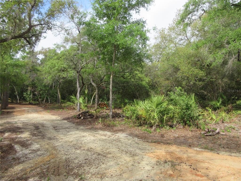 A dirt road leads into a wooded area with dense trees and palmetto plants — 0 SE 10TH STREET, SILVER SPRINGS, FL