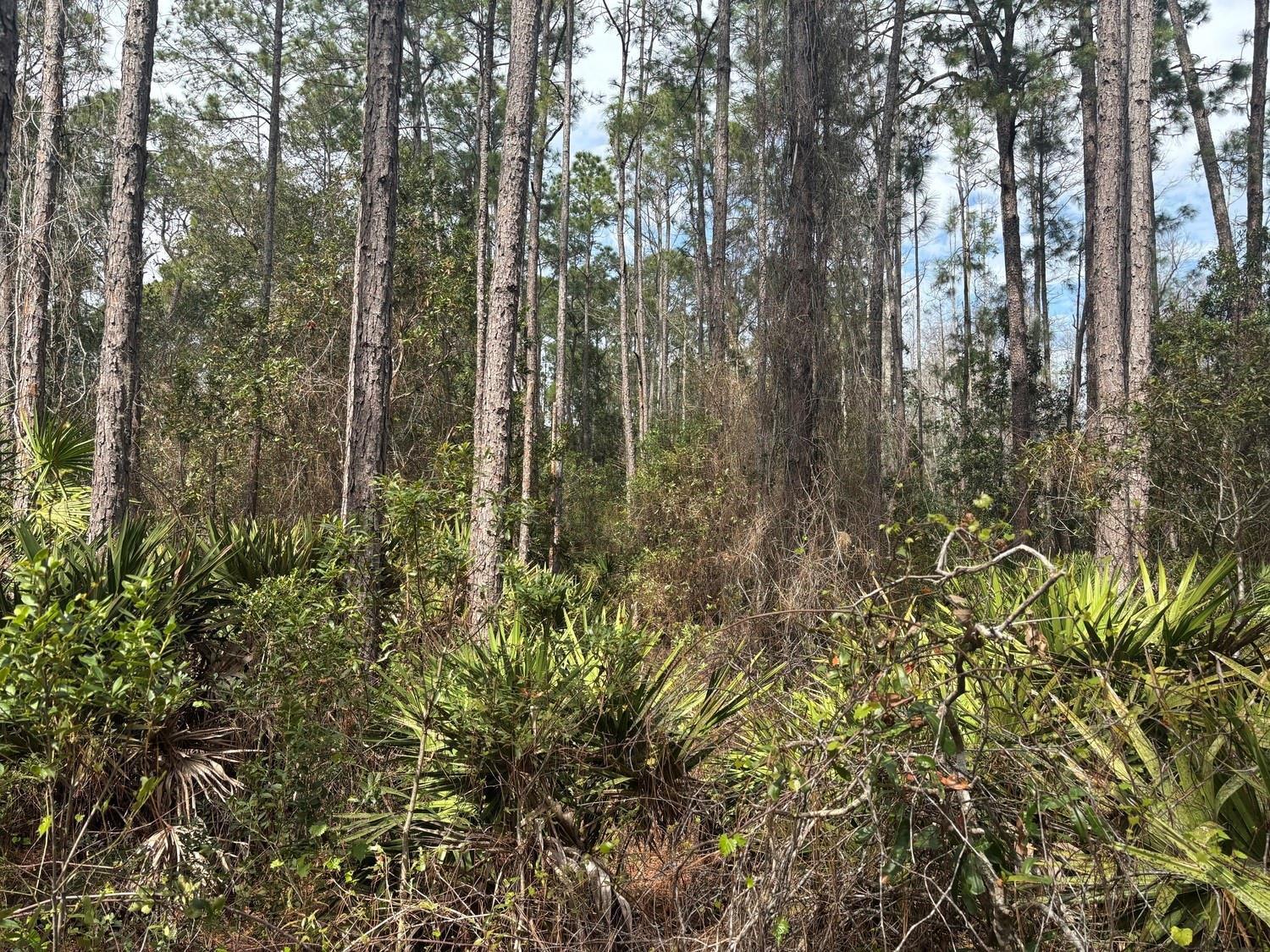 A dense forest scene featuring tall pine trees and low-lying saw palmetto bushes — 0 Old Grade Road, FL 33868, FL