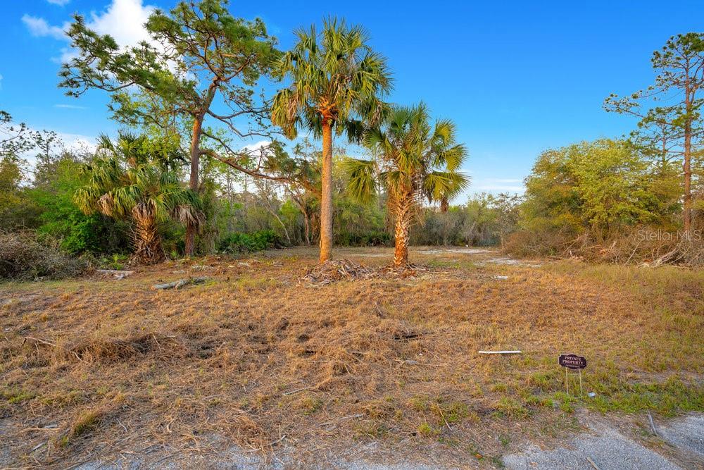 A vacant, grassy lot features several palm trees and pine trees under a blue sky — 1411 SARASOTA COURT, POINCIANA, FL