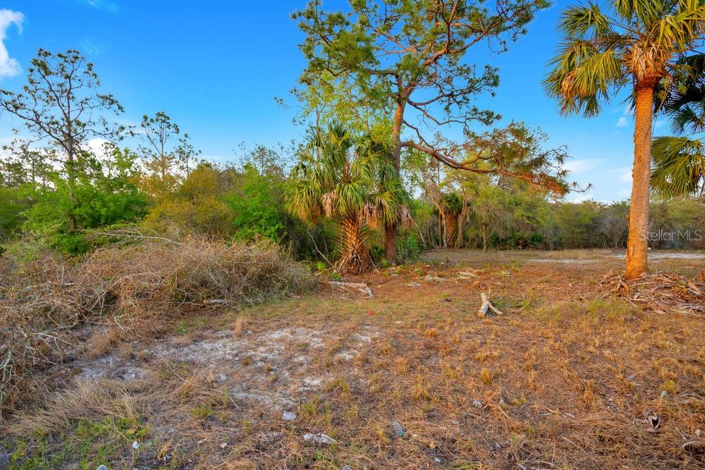 A vacant, grassy lot features scattered brush, several palm trees, and a dense wooded background — 1411 SARASOTA COURT, POINCIANA, FL
