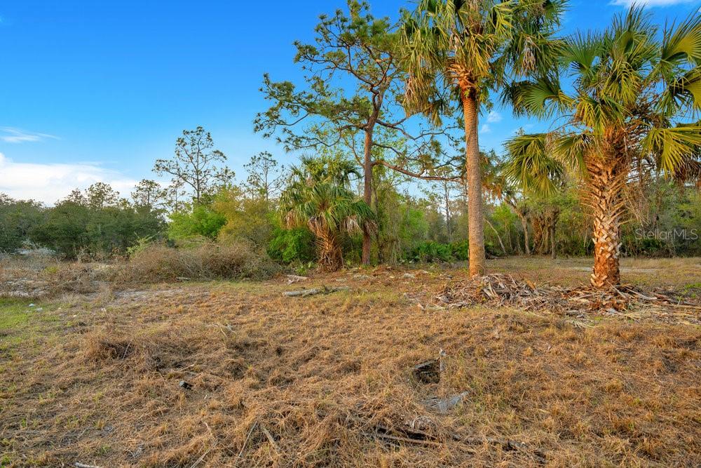 A vacant, grassy lot features several palm trees and pine trees under a blue sky — 1411 SARASOTA COURT, POINCIANA, FL