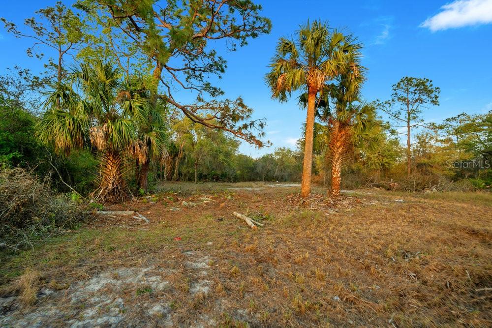 A grassy, partially cleared lot features several palm trees and surrounding dense vegetation — 1411 SARASOTA COURT, POINCIANA, FL