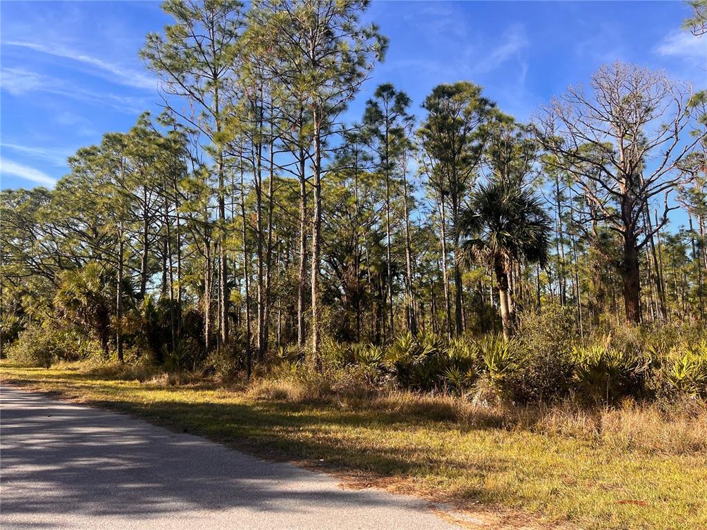 A paved road runs alongside a wooded lot featuring tall pine trees and palmetto bushes — 13084 HARBISON AVENUE, PORT CHARLOTTE, FL