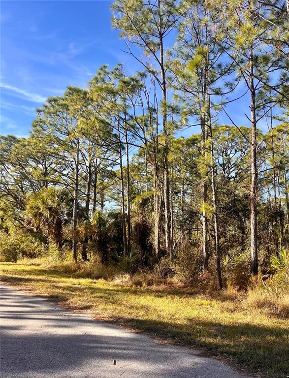 A paved road runs alongside a wooded area filled with tall pine trees and palmettos — 13084 HARBISON AVENUE, PORT CHARLOTTE, FL