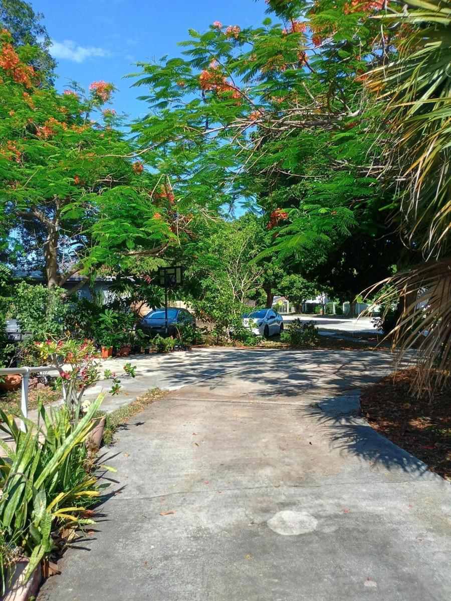 A concrete driveway leads toward a residential street framed by large, flowering green trees — 831 N Forest Hill Boulevard, West Palm Beach FL 33405, WEST PALM BEACH, FL
