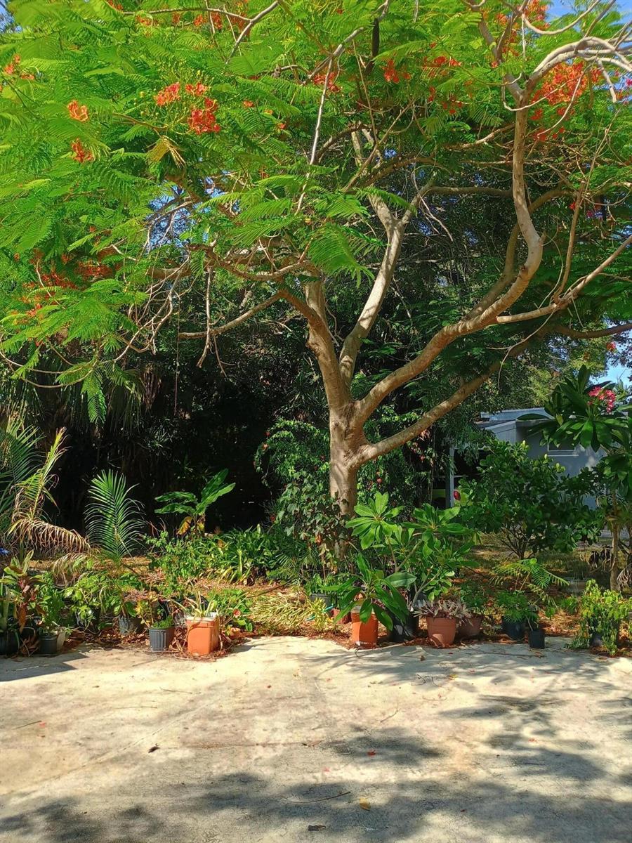 A large flowering royal poinciana tree stands over a collection of potted plants outdoors — 831 N Forest Hill Boulevard, West Palm Beach FL 33405, WEST PALM BEACH, FL