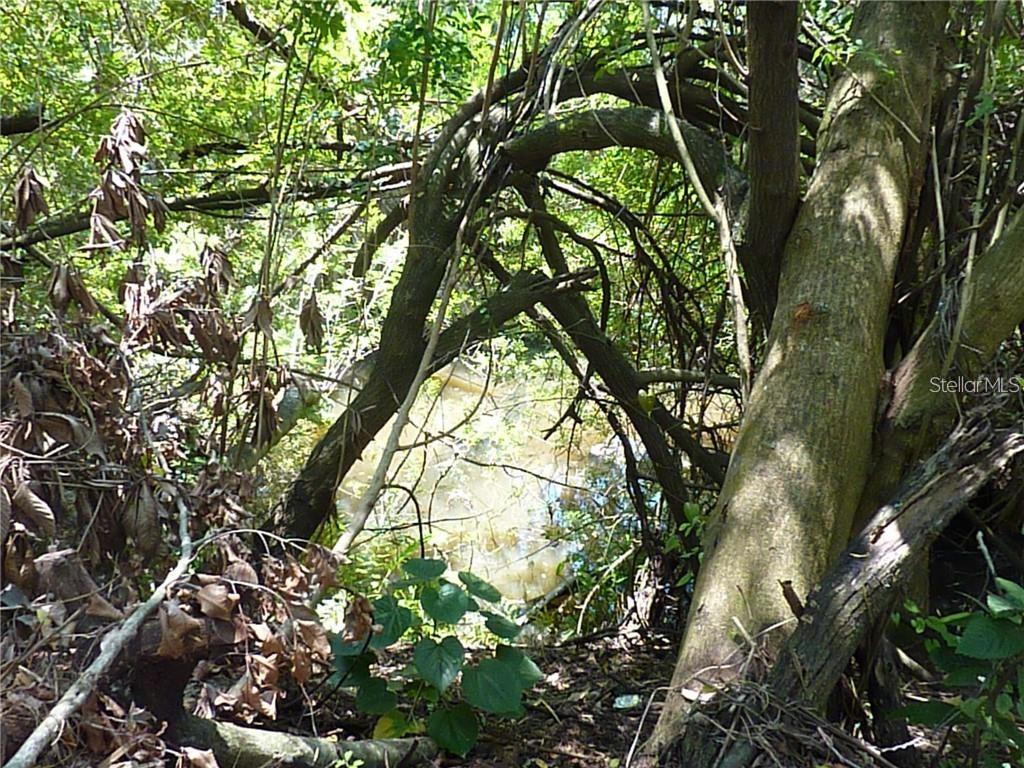 A view of a small, murky pond framed by dense trees and thick undergrowth — MANATI AVENUE, NORTH PORT, FL