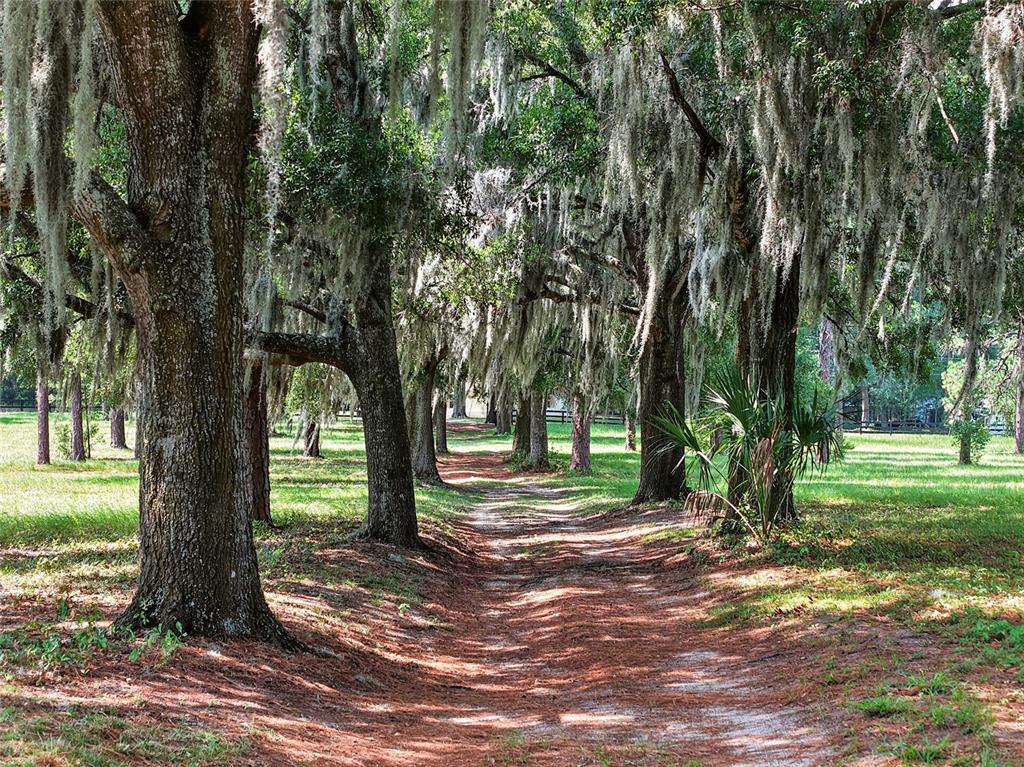 A dirt path winds through a grove of oak trees draped in Spanish moss — 7555 SW 77TH PLACE, OCALA, FL