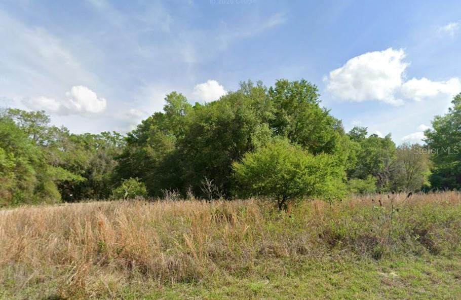 A grassy, overgrown field sits in front of a dense line of mature trees — 7995 N WALTON TERRACE, DUNNELLON, FL