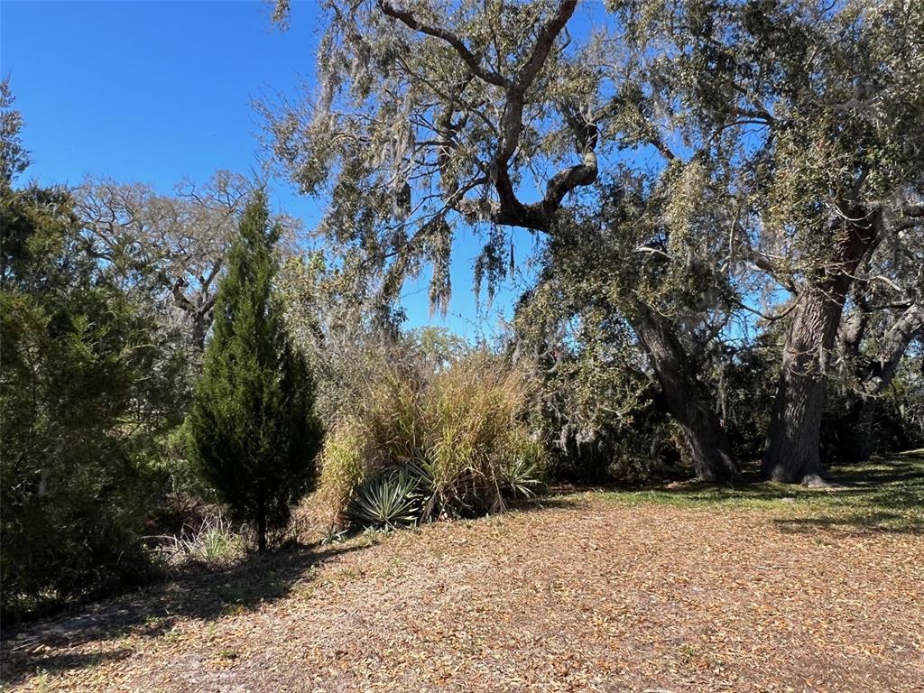 A grassy area with fallen leaves is surrounded by large oak trees and shrubs — 29250 US HIGHWAY 19 N UNIT 300, CLEARWATER, FL