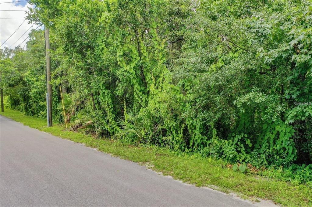 A paved road runs alongside a dense, overgrown wooded lot with various trees and vines — 848 HAMILTON DRIVE, ORLANDO, FL