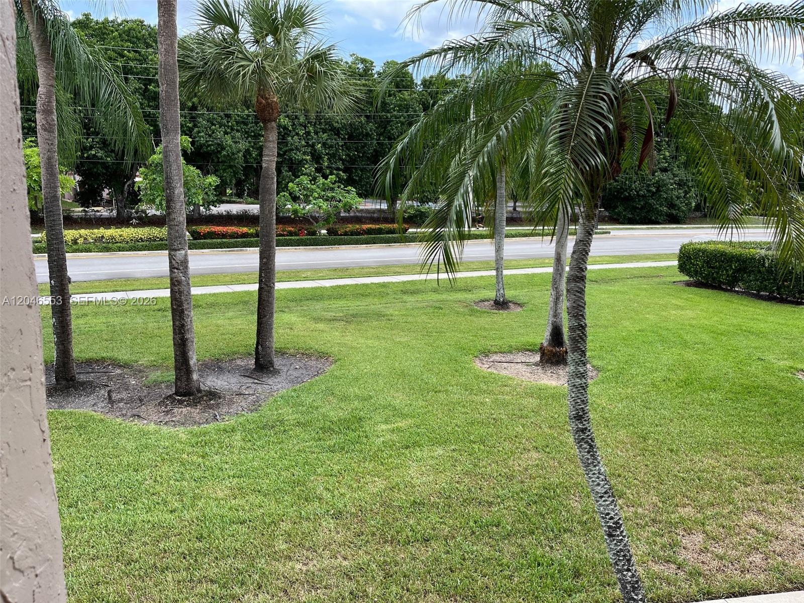 A grassy lawn with several palm trees sits in front of a paved road — WESTON, FL