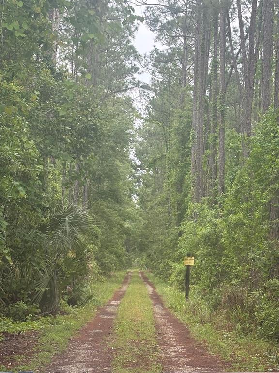 A dirt path leads through a dense forest of tall pine trees and lush vegetation — NO STREET, DELAND, FL