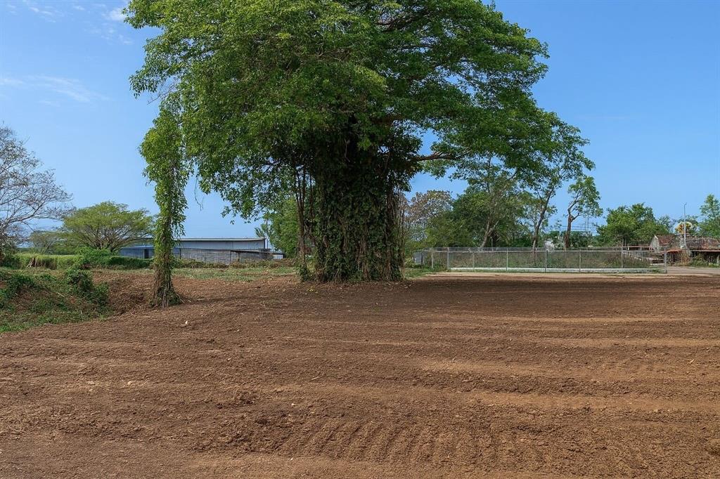 A large tree stands in the center of a cleared, dirt-covered lot under a blue sky — PR 2 KM. 120.6, AGUADILLA, PR