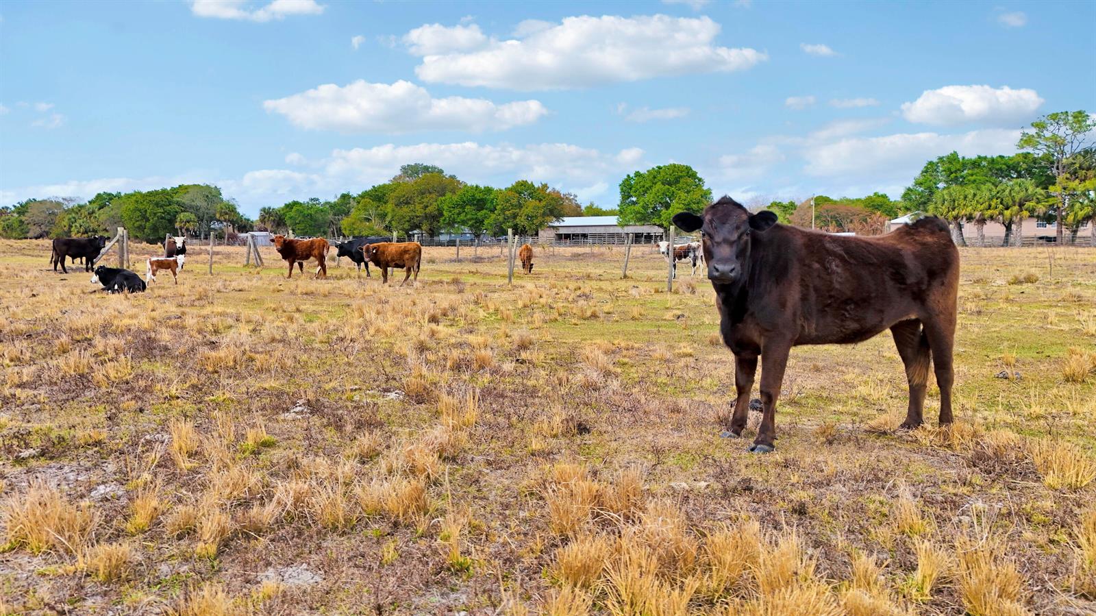 A herd of cattle grazes in a dry, fenced pasture under a blue, cloudy sky — Tbd S Brocksmith Road, Fort Pierce FL 34945, FORT PIERCE, FL