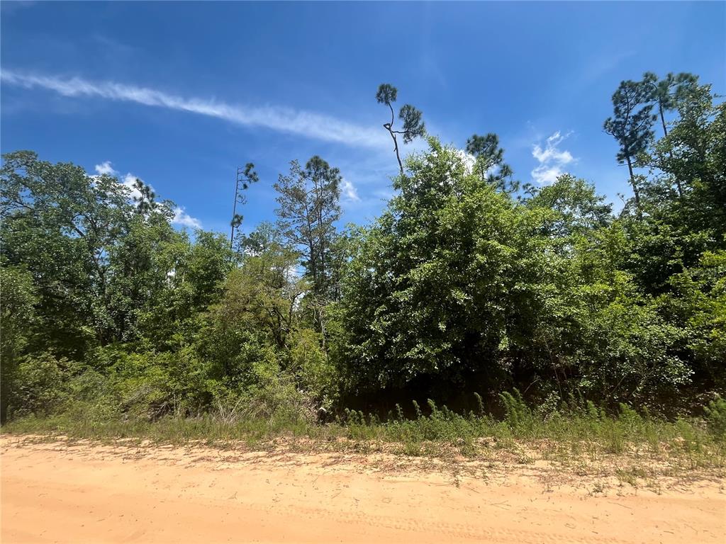 A dirt road runs in front of a dense, wooded area under a blue sky — TAMARAC ROAD, MARIANNA, FL