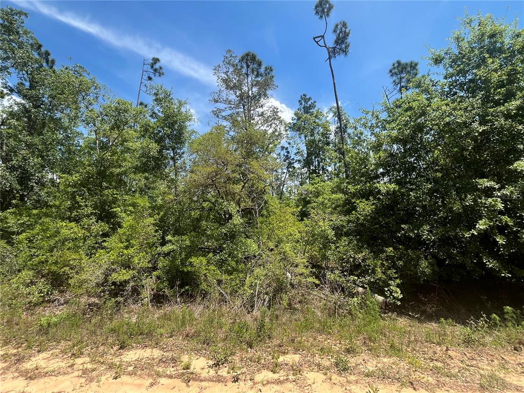 A view of a wooded lot with tall pine trees and dense undergrowth — TAMARAC ROAD, MARIANNA, FL