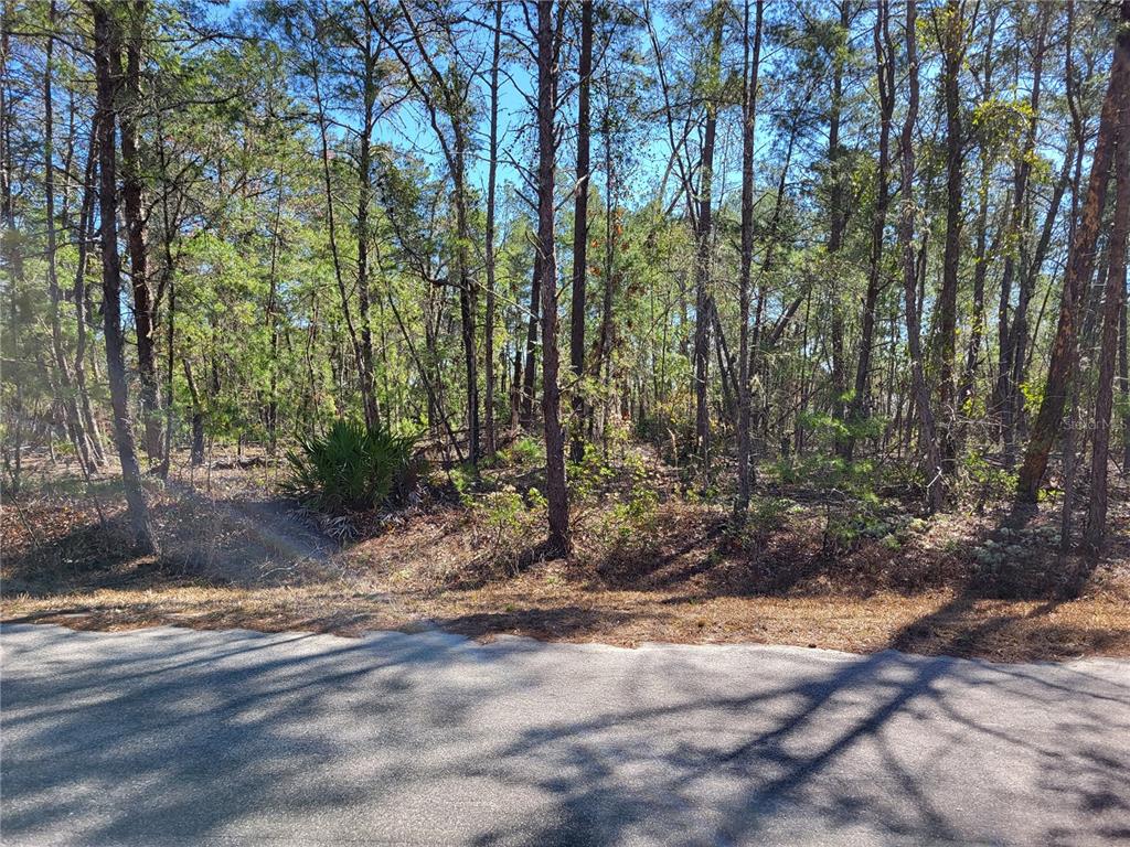 A paved road runs along the front of a wooded, undeveloped residential lot — TBD SE FISHER RUN TERRACE LOT 15, OCALA, FL