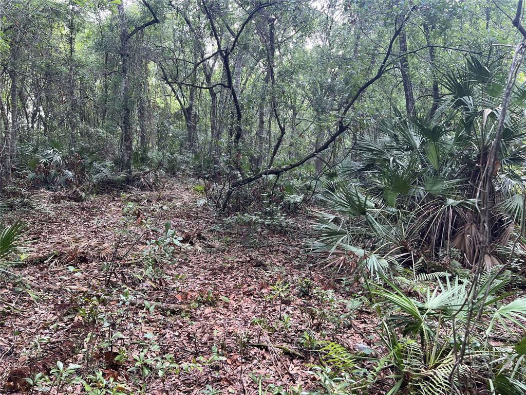 A wooded area with dense trees, palmetto plants, and a leaf-covered forest floor — 2322-2328 ROUSE ROAD, ORLANDO, FL