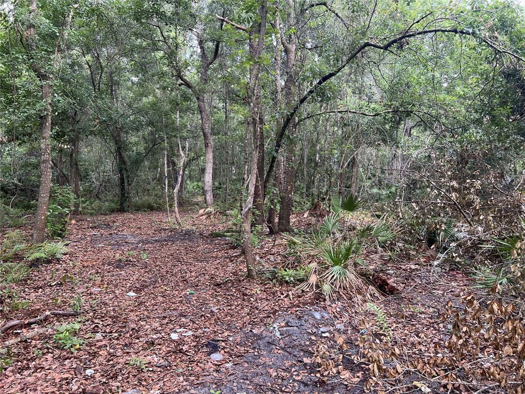A wooded lot with dense trees, fallen leaves, and small palmetto plants on the ground — 2322-2328 ROUSE ROAD, ORLANDO, FL
