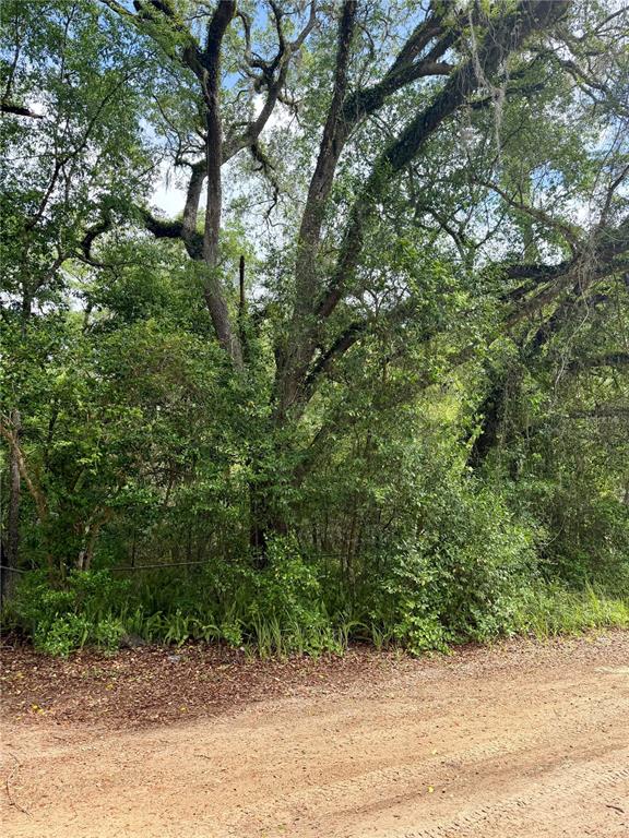 A dirt road runs alongside a wooded lot filled with large, mature oak trees — TBD NE 130 PLACE, SALT SPRINGS, FL
