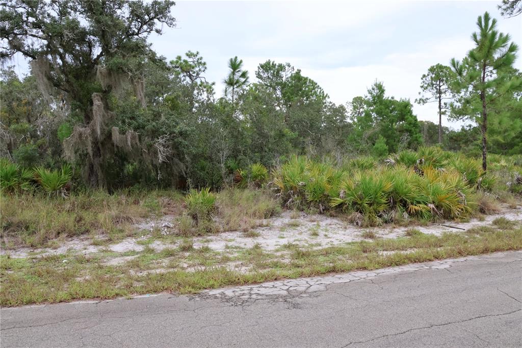 A vacant, wooded lot with sandy soil and palmetto bushes borders a paved road — 3335 GERBER AVENUE, LAKE PLACID, FL