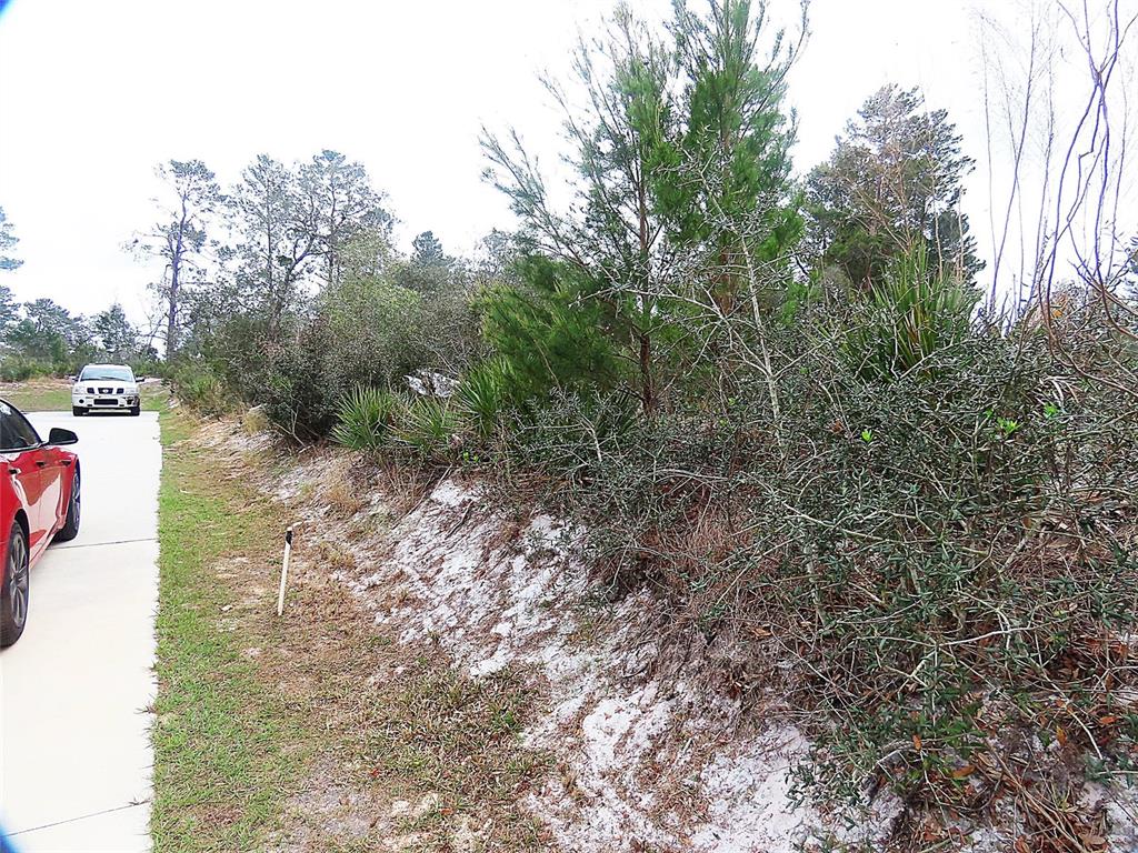 A paved driveway runs alongside a sandy embankment covered in native Florida scrub vegetation — 71 ORCHID COURT, KISSIMMEE, FL