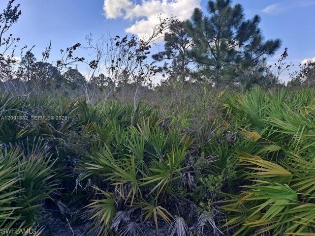 A dense, undeveloped lot features native saw palmetto bushes and scattered pine trees — 2708 38 ST W, Lehigh Acres FL 33971, LEHIGH ACRES, FL