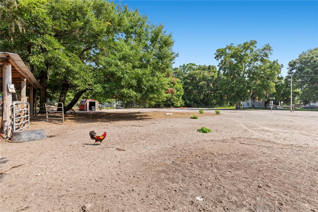 A rooster walks across a dirt yard near a small shed and large trees — 85276 HARTS ROAD, YULEE, FL