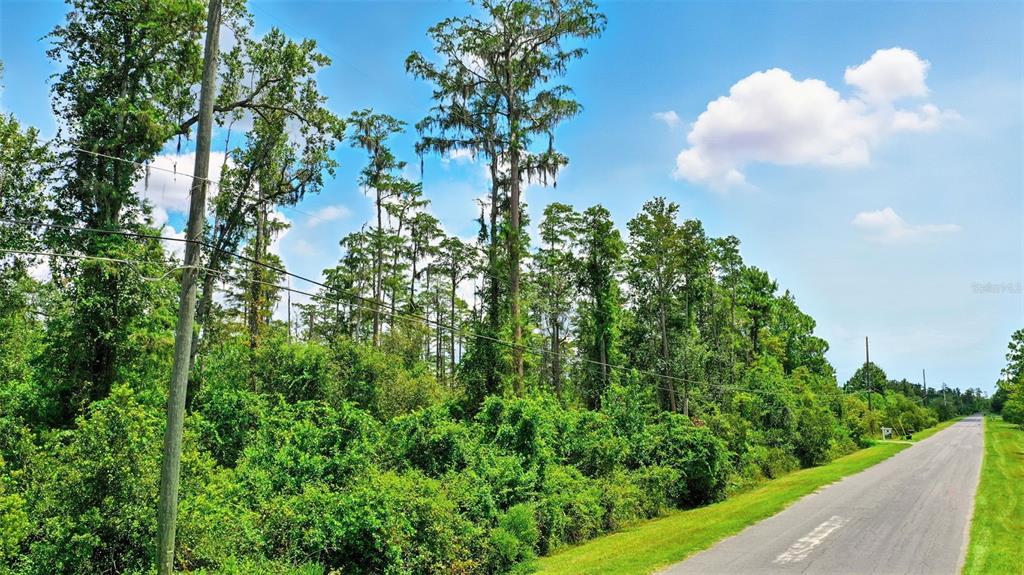 A paved road runs alongside a dense, wooded lot under a blue sky — PADDOCK STREET, ORLANDO, FL