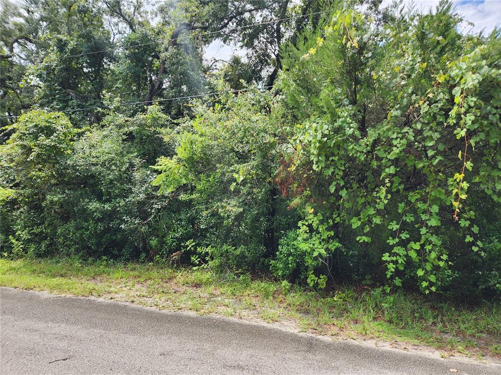 A paved road runs alongside a densely wooded lot with thick green vegetation and trees — 00 OAK DRIVE UNIT Tract 25, HUDSON, FL