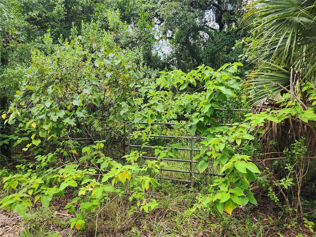 A metal gate stands partially obscured by overgrown green foliage and trees in a wooded area — 00 OAK DRIVE UNIT Tract 25, HUDSON, FL