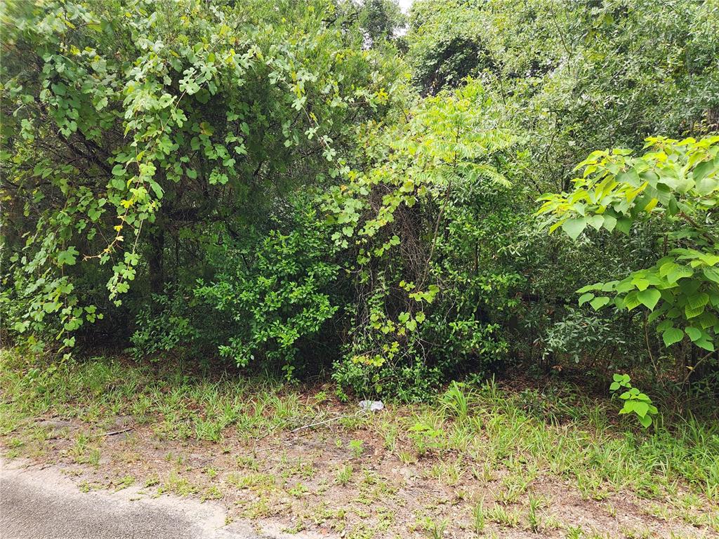 A dense, overgrown wooded lot borders the edge of a paved road — 00 OAK DRIVE UNIT Tract 25, HUDSON, FL