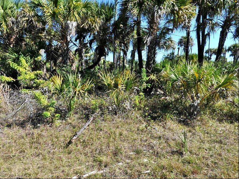 A view of a grassy field leading to a dense cluster of palm trees — HIAWATHA TERRACE, NORTH PORT, FL