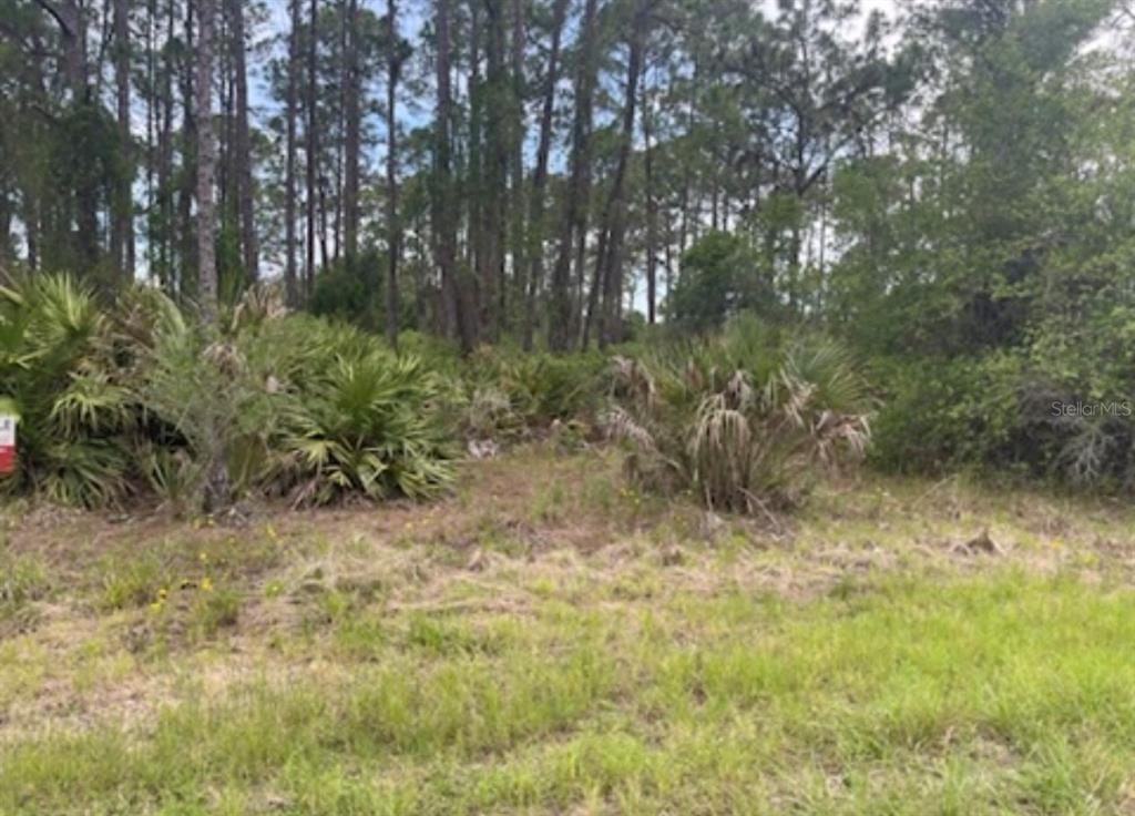 A vacant, wooded lot with tall pine trees and low-lying palmetto bushes — 0954126609 AVERETTE AVENUE, NORTH PORT, FL