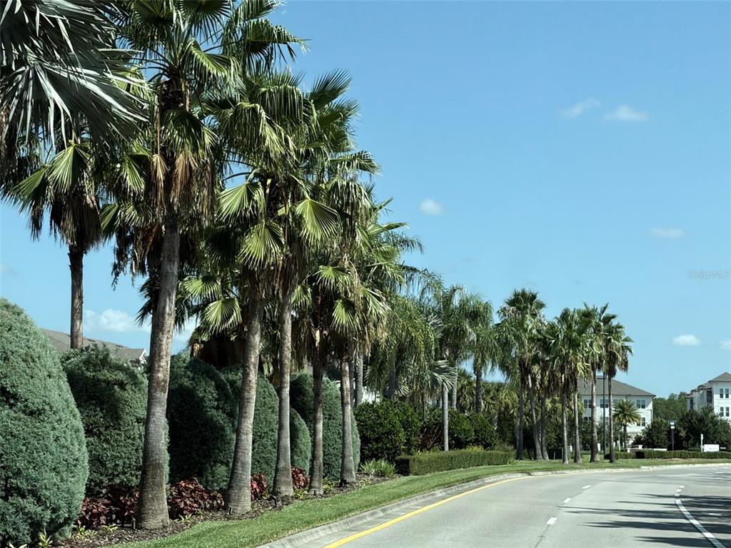 A paved road curves past a row of palm trees and manicured landscaping — 16252 SILENT SANDS LANE, ODESSA, FL
