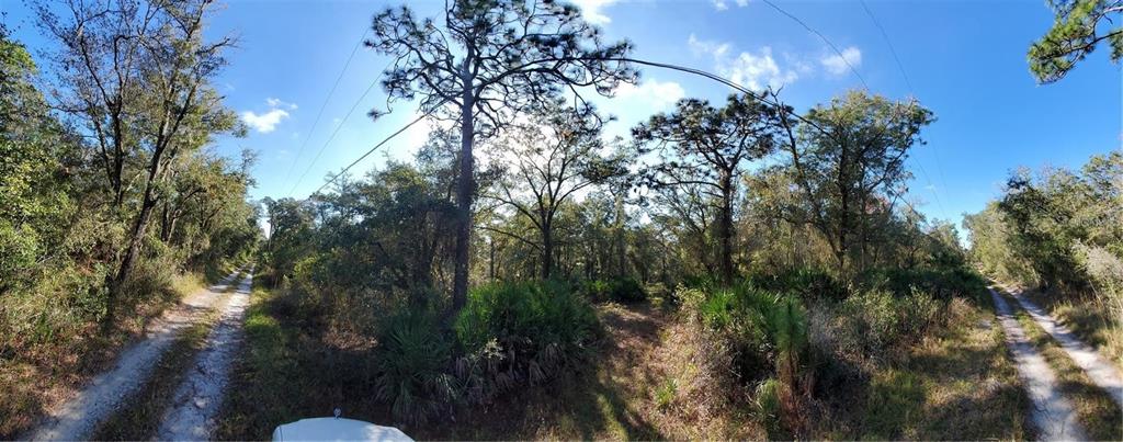 A panoramic view of a wooded lot with scattered trees and dry, leaf-covered ground — 8738 LINDY LANE, NEW PORT RICHEY, FL