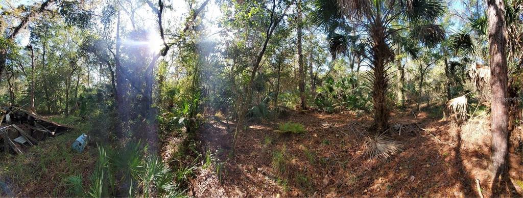A dirt path winds through a wooded area with tall pine trees and palmetto bushes — 8738 LINDY LANE, NEW PORT RICHEY, FL