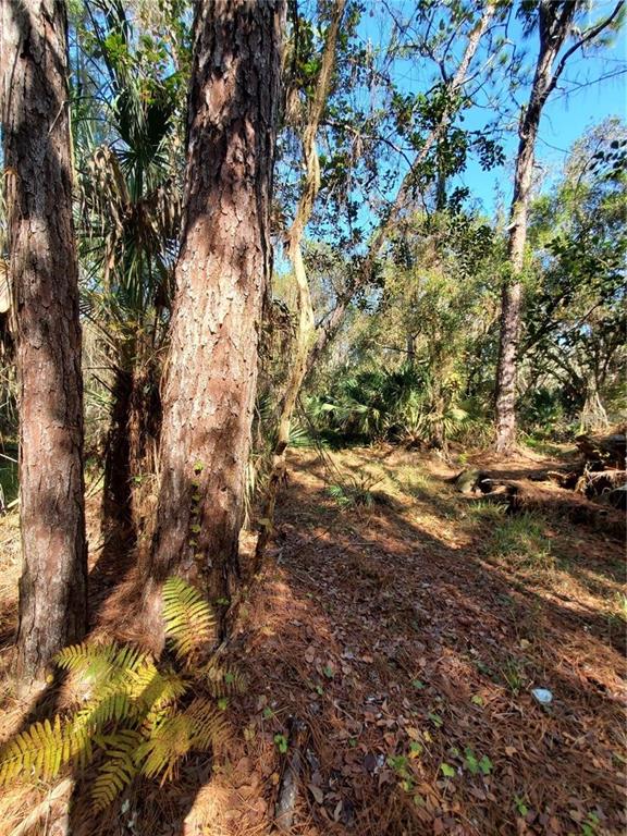 A wooded lot features dense trees, palmetto bushes, and a dilapidated structure on the left — 8738 LINDY LANE, NEW PORT RICHEY, FL