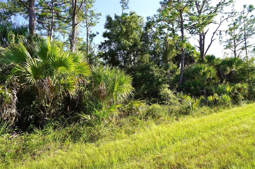 A grassy field sits in front of a dense thicket of trees and palmetto bushes — 1294 BIRCH TERRACE, PORT CHARLOTTE, FL