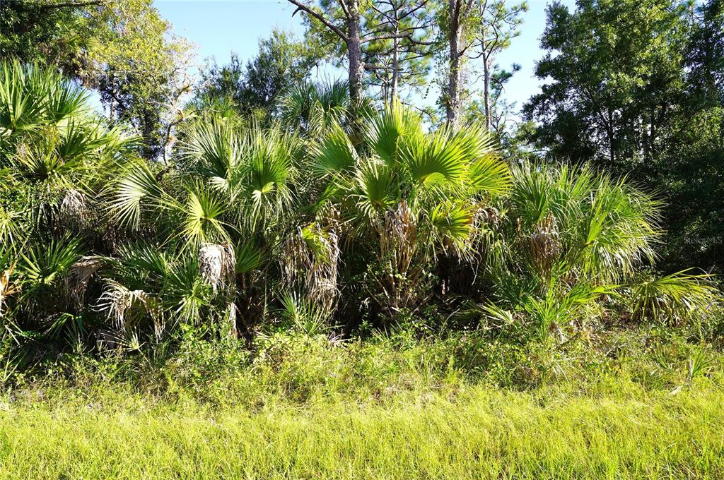 A dense cluster of saw palmetto plants and trees grows in a grassy, wooded area — 1294 BIRCH TERRACE, PORT CHARLOTTE, FL