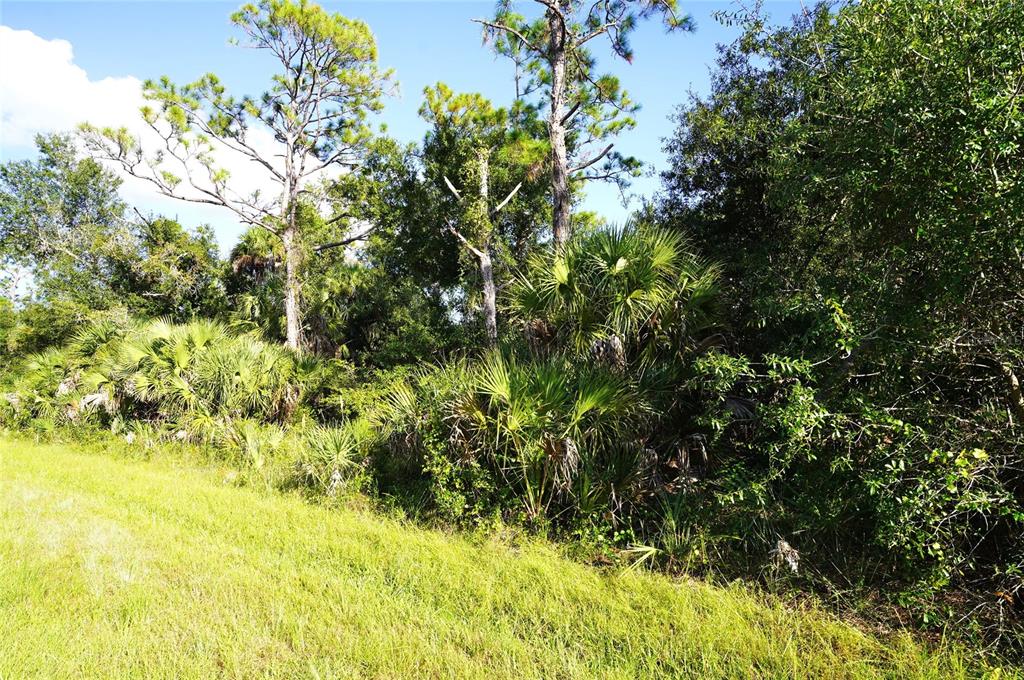 A grassy field borders a dense area of pine trees and palmetto bushes — 1294 BIRCH TERRACE, PORT CHARLOTTE, FL