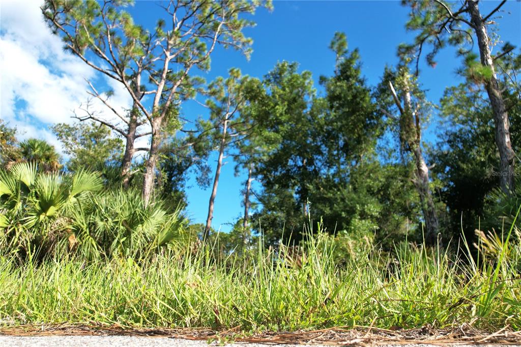 A low-angle view of a grassy lot with pine trees and palmettos under a blue sky — 1294 BIRCH TERRACE, PORT CHARLOTTE, FL