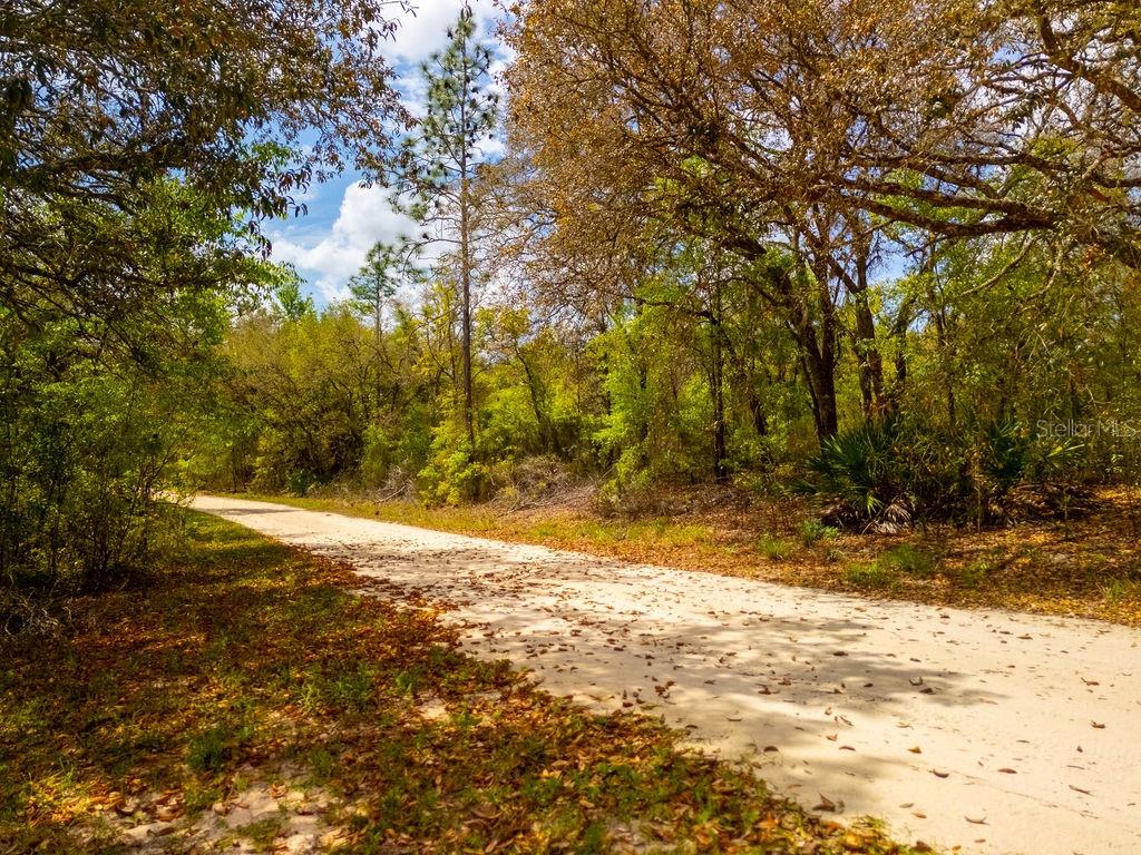 A sandy dirt path winds through a wooded area with scattered fallen leaves — 00 NE 131ST TERRACE, BRONSON, FL