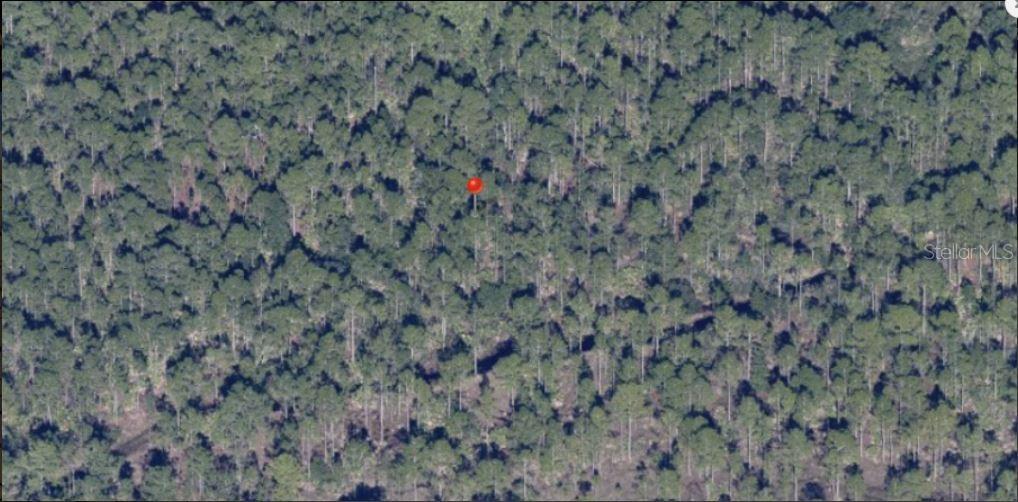 An aerial view shows a red pin marking a location within a dense pine forest — HOLOPAW GROVES ROAD, ST CLOUD, FL