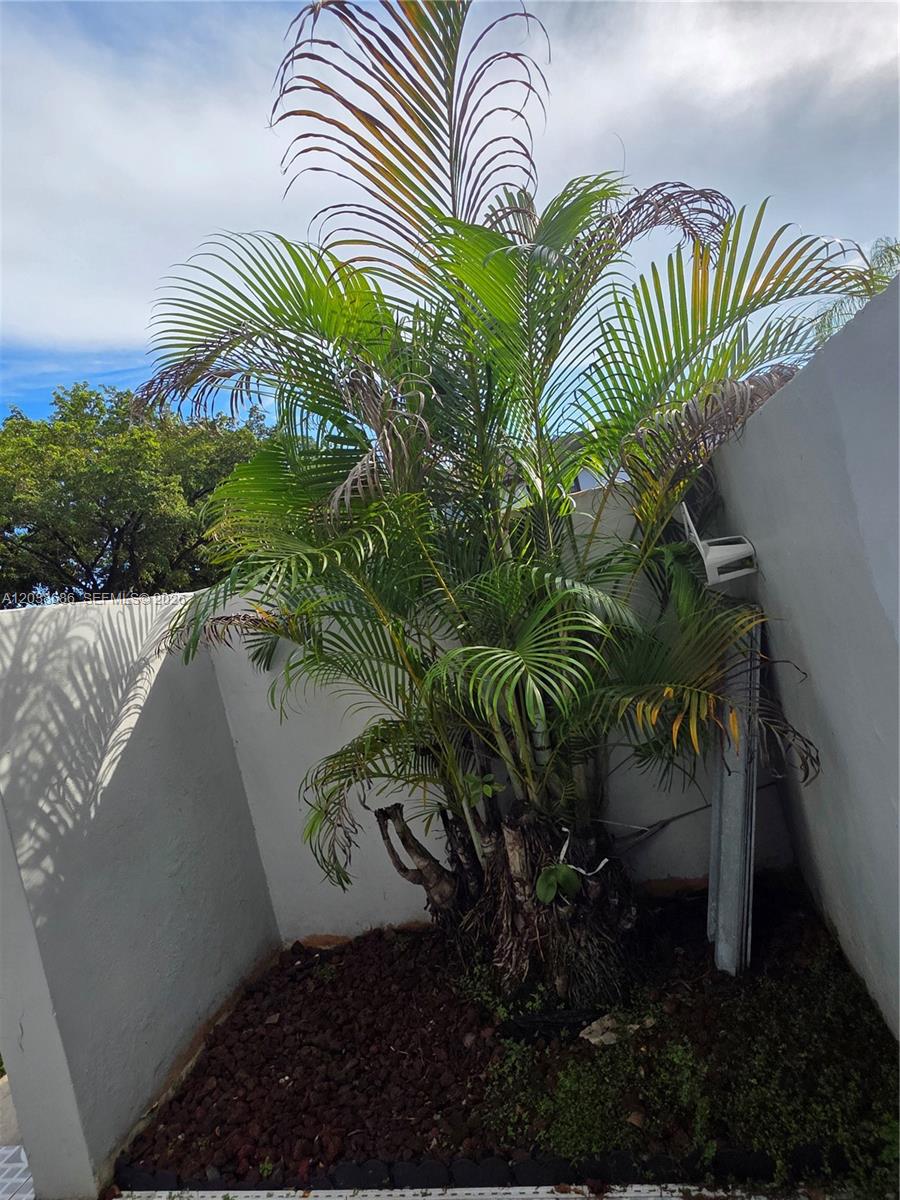 A cluster of palm trees grows in a corner between two white exterior walls — 8000 SW 152nd Ave # 115, Miami FL 33193, MIAMI, FL