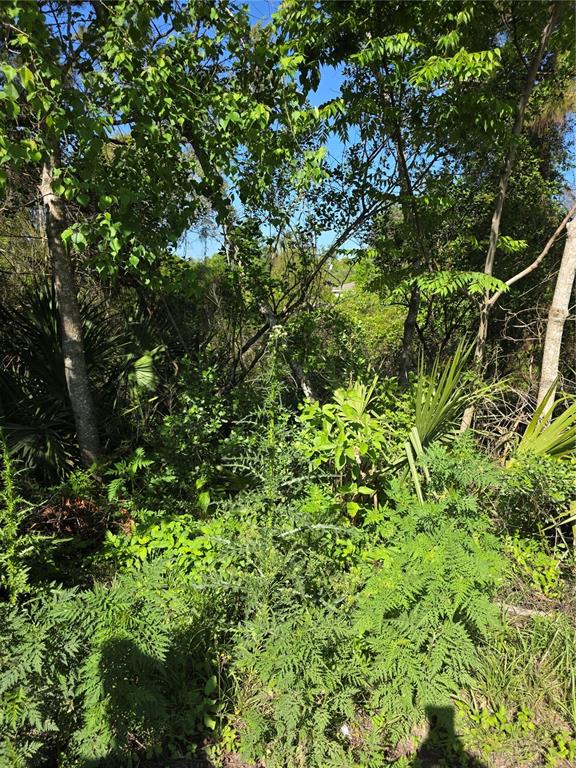 A dense, wooded area features various green shrubs, tall weeds, and mature trees — 226 WALNUT AVENUE, ORANGE CITY, FL