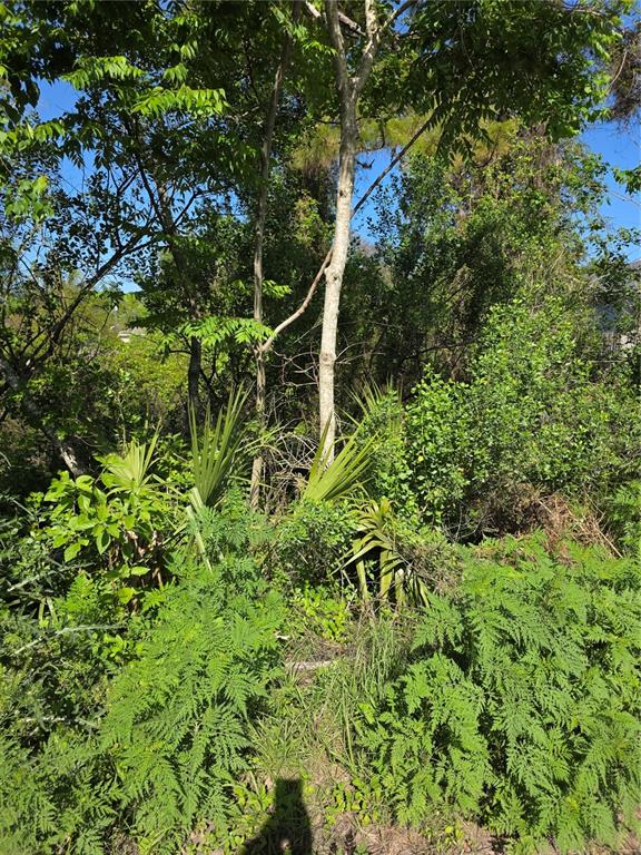 A dense, wooded area features tall trees, palmettos, and various green shrubs under a blue sky — 226 WALNUT AVENUE, ORANGE CITY, FL