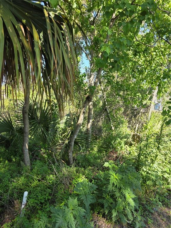 A dense, wooded lot features various trees, palm fronds, and low-lying green vegetation — 226 WALNUT AVENUE, ORANGE CITY, FL